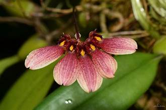 Bulbophyllum flabellum-veneris